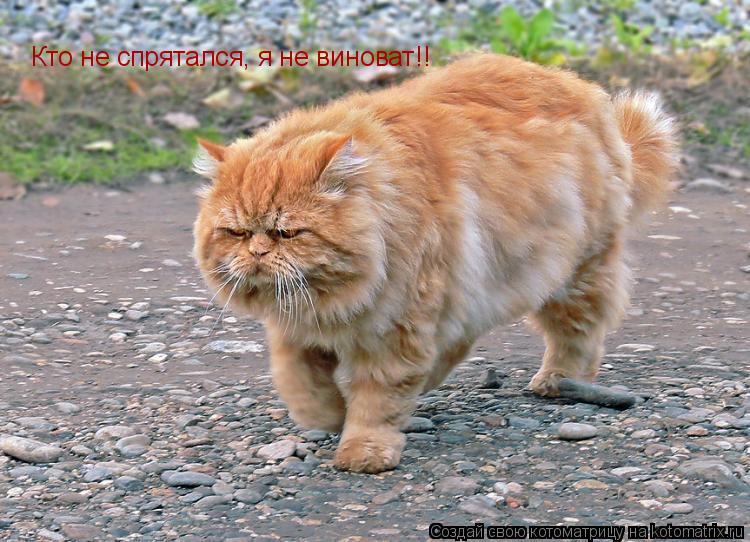 Котоматрица: Кто не спрятался, я не виноват!!