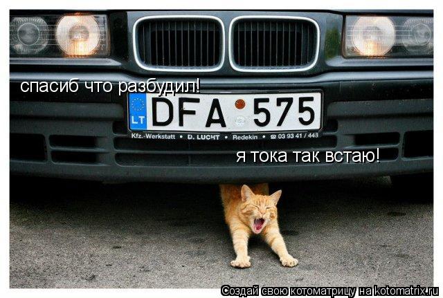 Котоматрица: спасиб что разбудил! я тока так встаю!