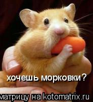 Котоматрица: хочешь морковки?