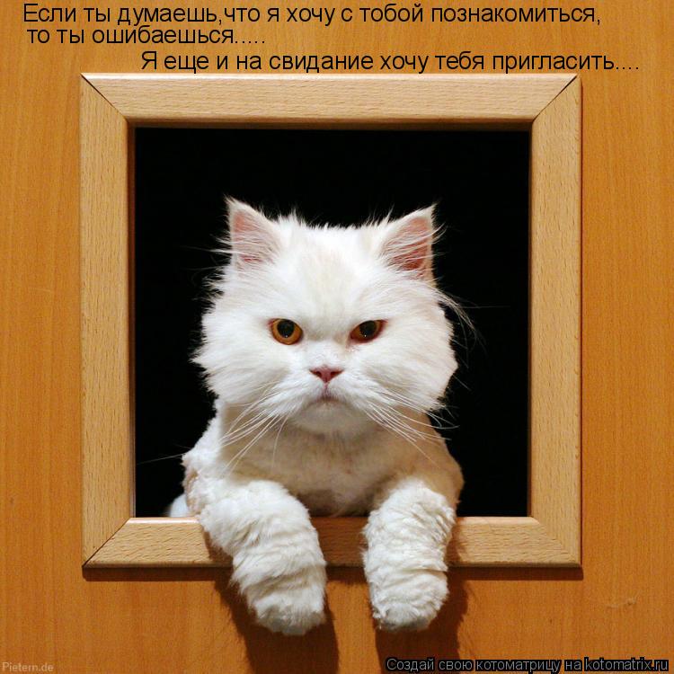 Котоматрица: Если ты думаешь,что я хочу с тобой познакомиться, Я еще и на свидание хочу тебя пригласить.... то ты ошибаешься.....