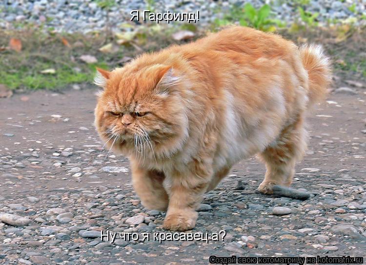 Я Гарфилд! Ну что я красавец а?... Котоматрица: Я Гарфилд! Ну что я красавец а?