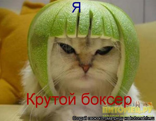 Котоматрица: Крутой боксер Я