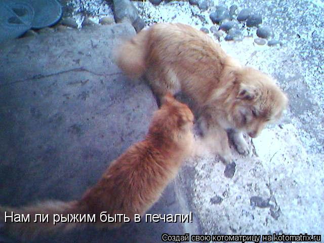 Котоматрица: Нам ли рыжим быть в печали!