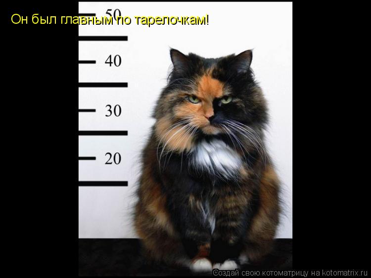 Котоматрица: Он был главным по тарелочкам!