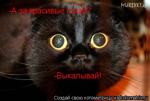Котоматрица: -А за красивые глаза? -Выкалывай!