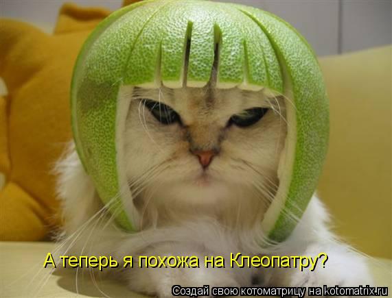 А теперь я похожа на Клеопатру?... Котоматрица: А теперь я похожа на Клеопатру?