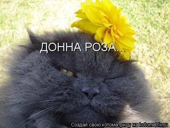 ДОННА РОЗА...... Котоматрица: ДОННА РОЗА...