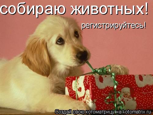 Котоматрица: собираю животных! регистрируйтесь!