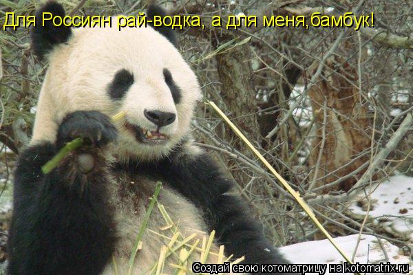 Котоматрица: Для Россиян рай-водка, а для меня,бамбук!