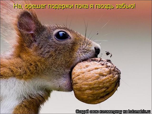 На, орешег подержи пока я гвоздь забью!... Котоматрица: На, орешег подержи пока я гвоздь забью!