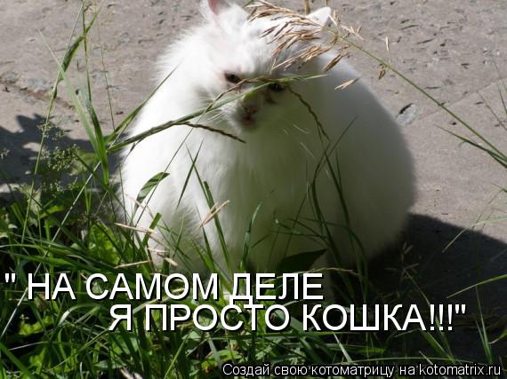 Котоматрица: " НА САМОМ ДЕЛЕ Я ПРОСТО КОШКА!!!"