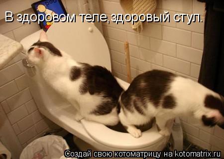 Котоматрица: В здоровом теле,здоровый стул.