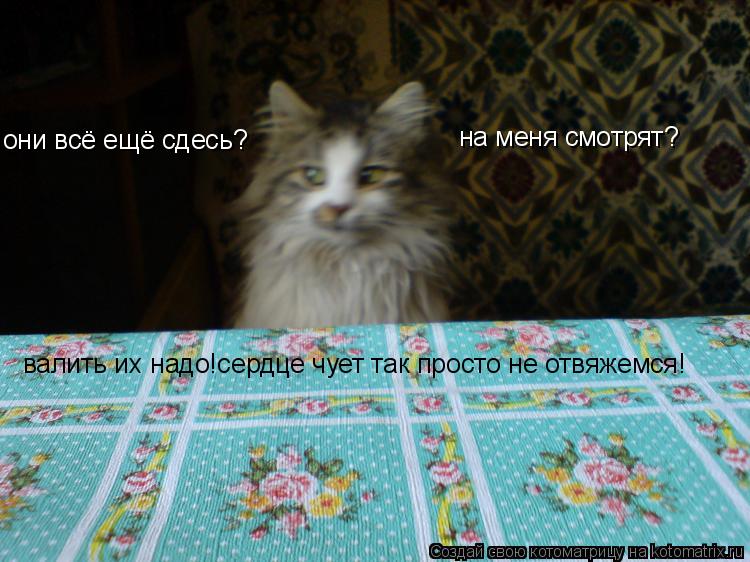Котоматрица: они всё ещё сдесь? на меня смотрят? валить их надо!сердце чует так просто не отвяжемся!