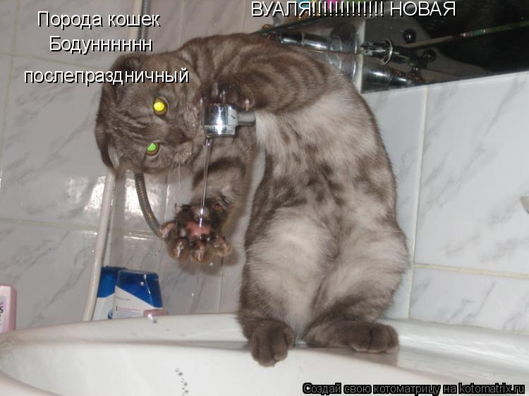Бодунннннн послепраздничный Порода кошек ВУАЛЯ!!!!!!!!!!!!! НОВАЯ... Котоматрица: Бодунннннн послепраздничный Порода кошек ВУАЛЯ!!!!!!!!!!!!! НОВАЯ