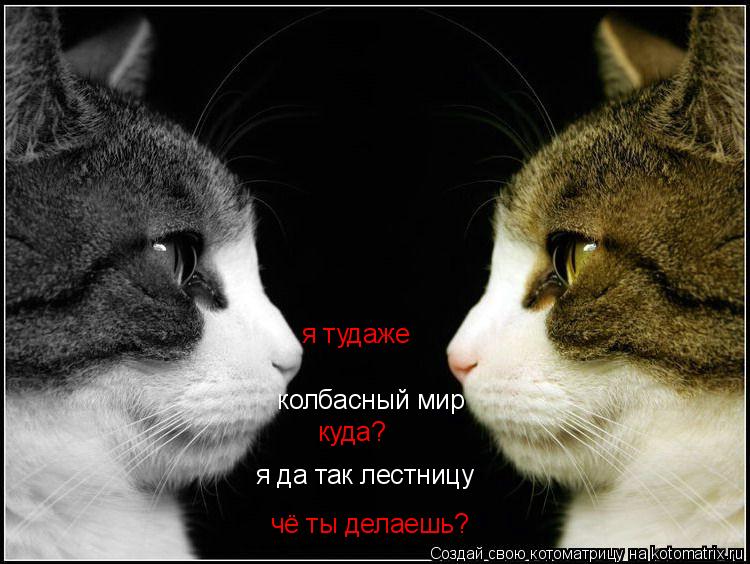 Котоматрица: чё ты делаешь? я да так лестницу куда?  колбасный мир я тудаже