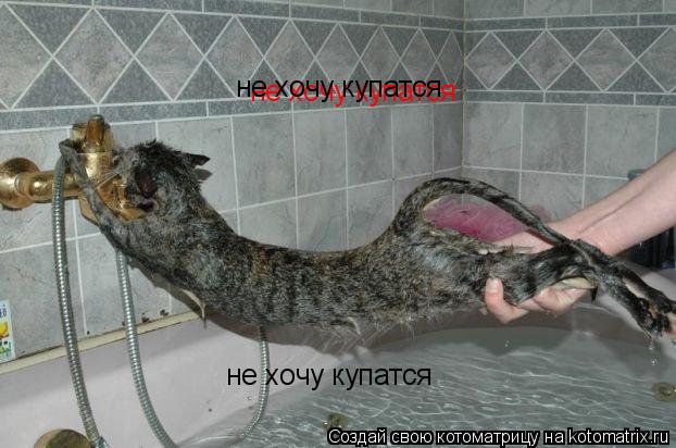 Котоматрица: не хочу купатся не хочу купатся не хочу купатся