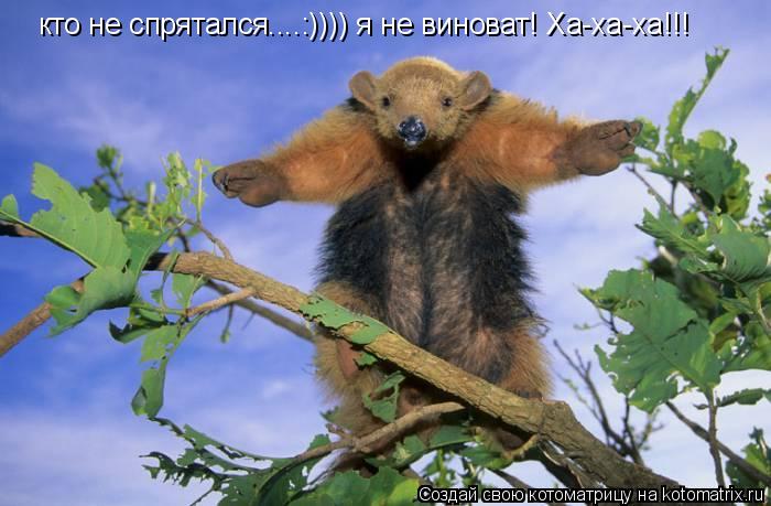 Котоматрица: кто не спрятался....:)))) я не виноват! Ха-ха-ха!!!