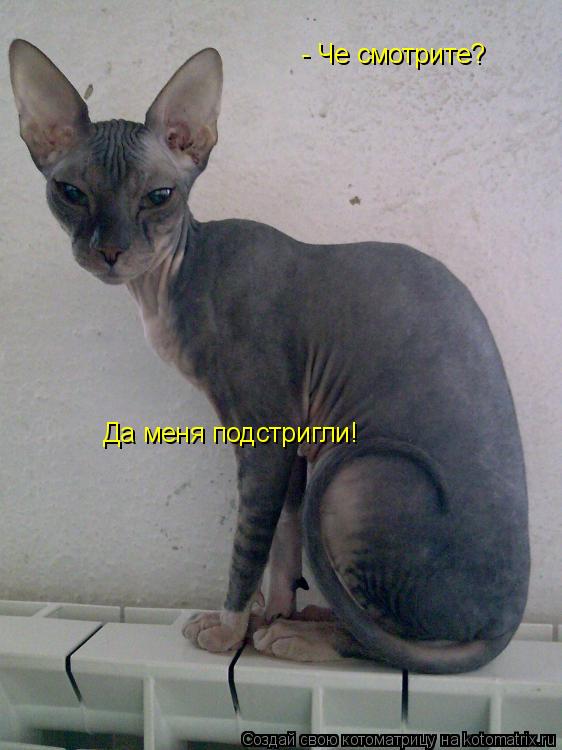 - Че смотрите? Да меня подстригли!... Котоматрица: - Че смотрите? Да меня подстригли!