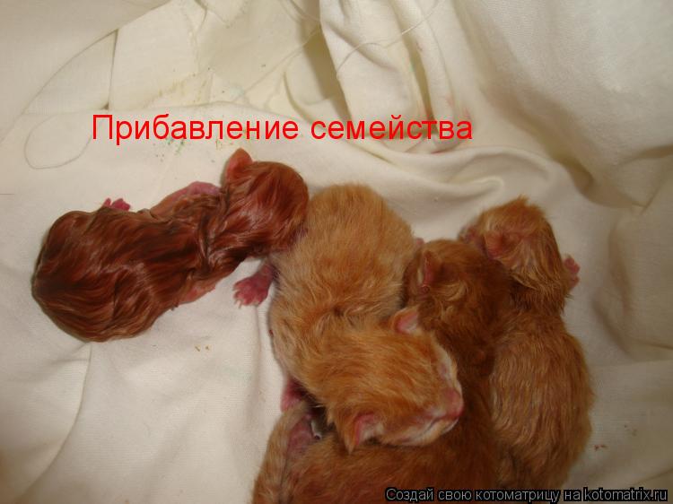 Прибавление семейства... Котоматрица: Прибавление семейства