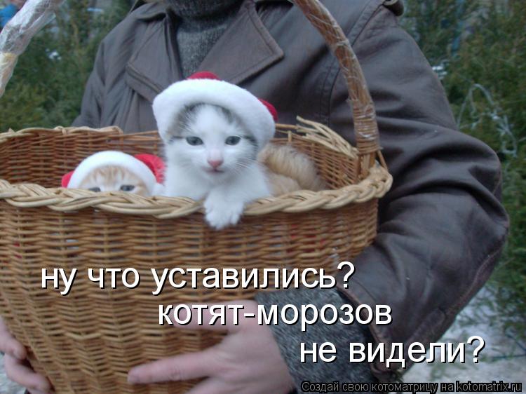 Котоматрица: ну что уставились? котят-морозов не видели?