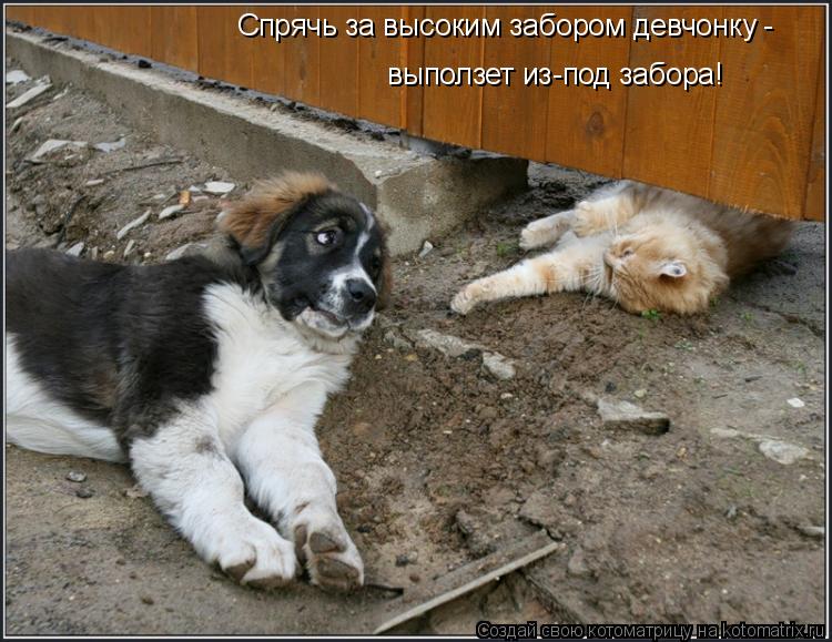 Спрячь за высоким забором девчонку - выползет из-под забора!... Котоматрица: Спрячь за высоким забором девчонку - выползет из-под забора!