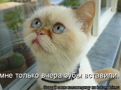 Котоматрица: мне только вчера зубы вставили.
