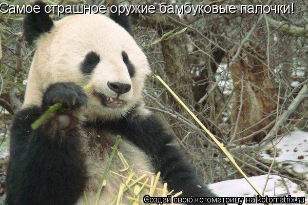 Котоматрица: Самое страшное оружие бамбуковые палочки!