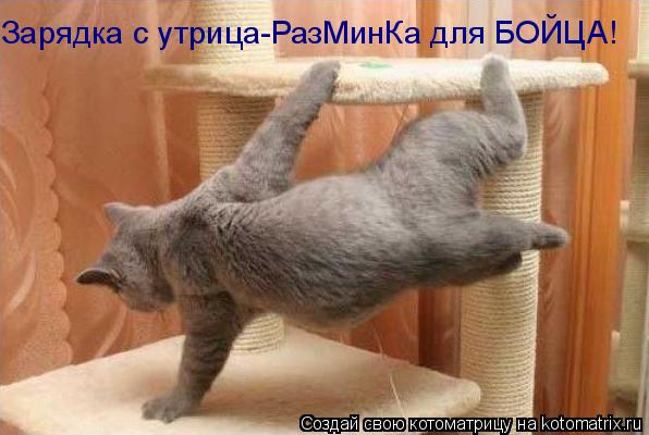 Котоматрица: Зарядка с утрица-РазМинКа для БОЙЦА!