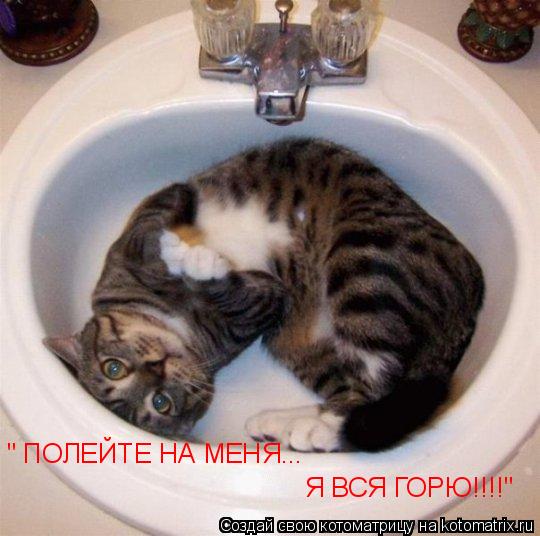 Я ВСЯ ГОРЮ!!!!" " ПОЛЕЙТЕ НА МЕНЯ...... Котоматрица: Я ВСЯ ГОРЮ!!!!" " ПОЛЕЙТЕ НА МЕНЯ...