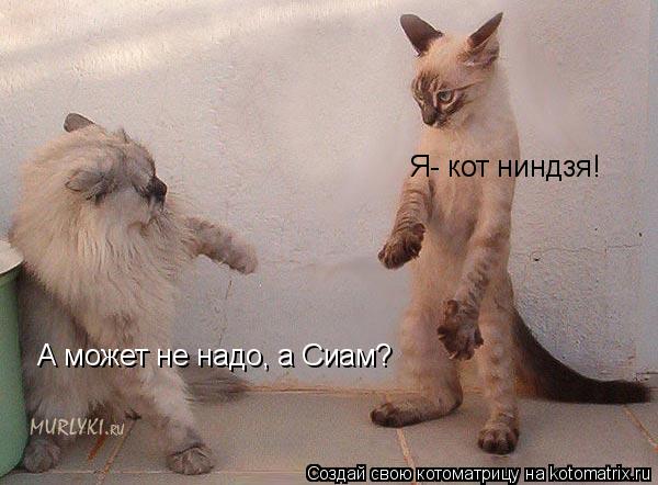 Котоматрица: Я- кот ниндзя! А может не надо, а Сиам?
