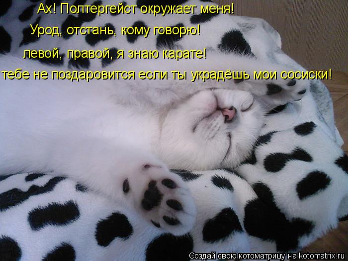 Котоматрица: Ах! Полтергейст окружает меня! Урод, отстань, кому говорю! левой, правой, я знаю карате! тебе не поздаровится если ты украдёшь мои сосиски!