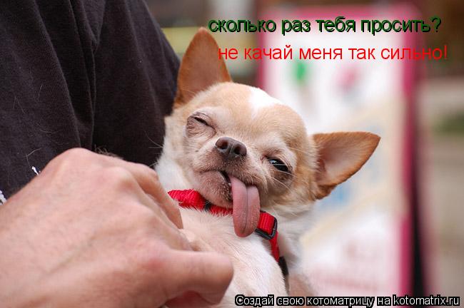 Котоматрица: сколько раз тебя просить? не качай меня так сильно!