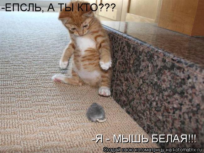 -ЕПСЛЬ, А ТЫ КТО??? -Я - МЫШЬ БЕЛАЯ!!!... Котоматрица: -ЕПСЛЬ, А ТЫ КТО??? -Я - МЫШЬ БЕЛАЯ!!!