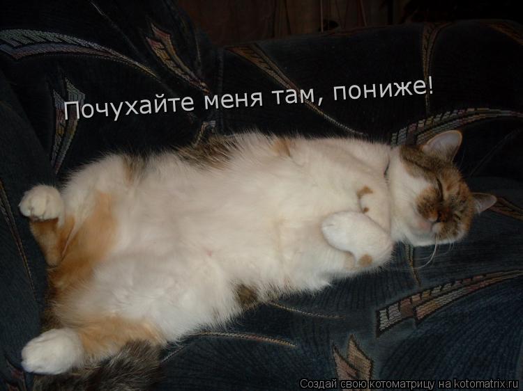 Котоматрица: Почухайте меня там, пониже!
