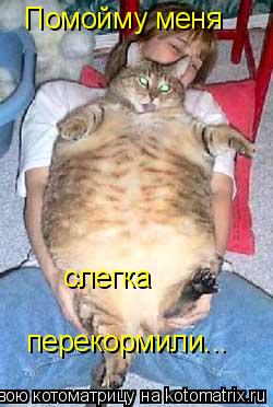 Котоматрица: Помойму меня  перекормили... слегка