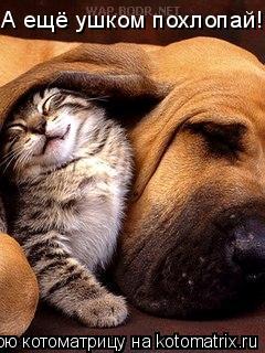 Котоматрица: А ещё ушком похлопай!