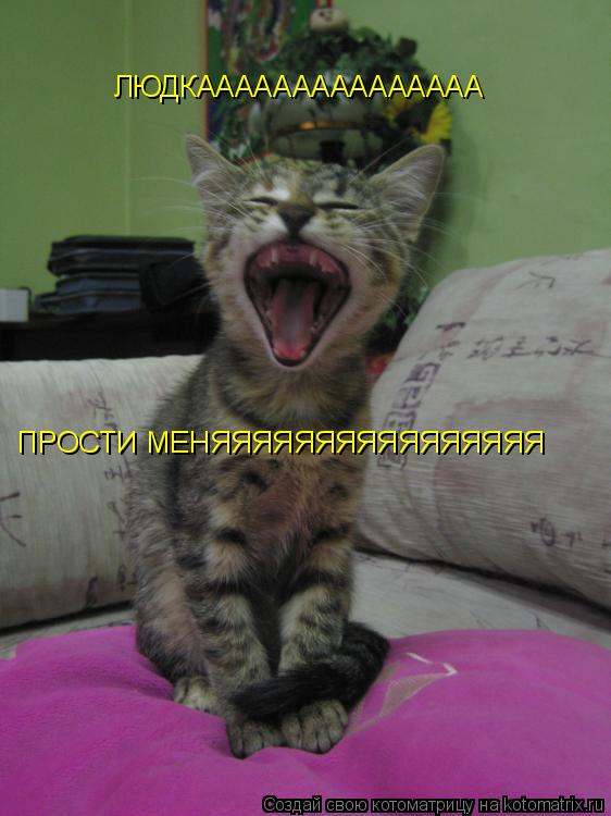 Котоматрица: ЛЮДКААААААААААААААА ПРОСТИ МЕНЯЯЯЯЯЯЯЯЯЯЯЯЯЯЯЯ