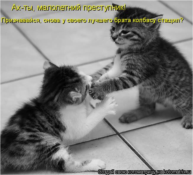 Котоматрица: Ах-ты, малолетний преступник! Признавайся, снова у своего лучшего брата колбасу стащил?