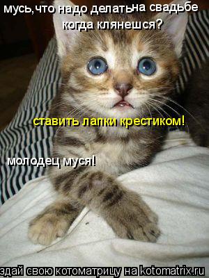 мусь,что надо делать когда клянешся? ставить лапки крестиком! молодец муся! на свадьбе... Котоматрица: мусь,что надо делать когда клянешся? ставить лапки крестиком! молодец муся! на свадьбе