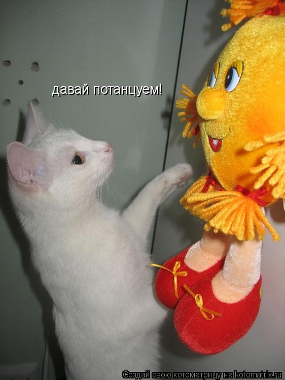 Котоматрица: давай потанцуем!