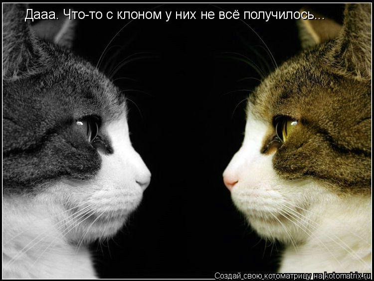Дааа. Что-то с клоном у них не всё получилось...... Котоматрица: Дааа. Что-то с клоном у них не всё получилось...