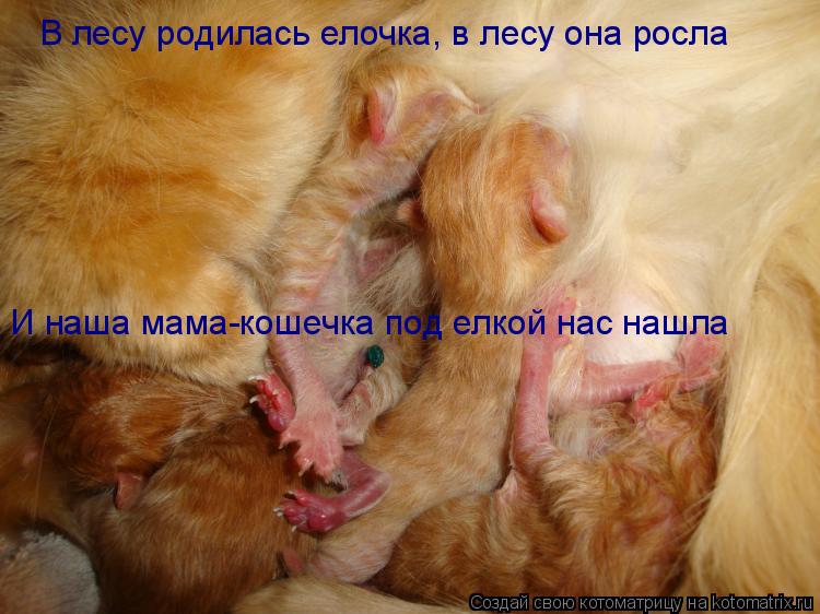 В лесу родилась елочка, в лесу она росла И наша мама-кошечка под елкой нас нашла... Котоматрица: В лесу родилась елочка, в лесу она росла И наша мама-кошечка под елкой нас нашла