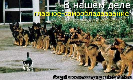 В нашем деле главное-самообладаааание... Котоматрица: В нашем деле главное-самообладаааание