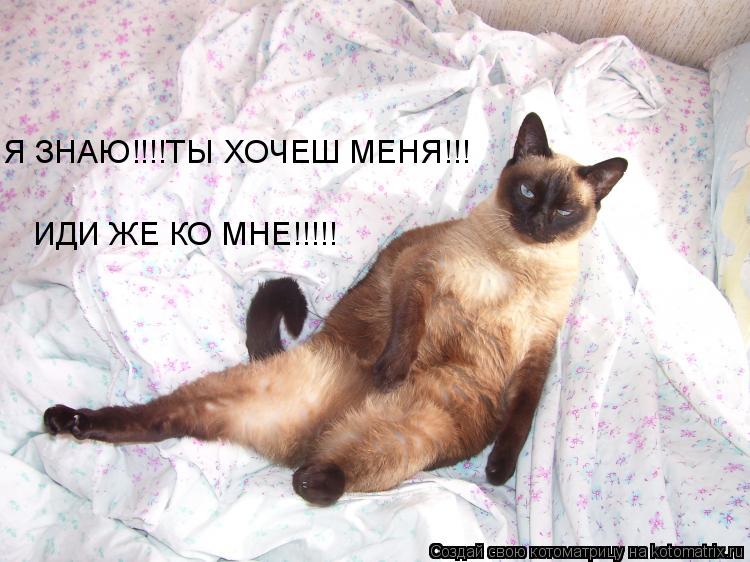 Котоматрица: Я ЗНАЮ!!!!ТЫ ХОЧЕШ МЕНЯ!!! ИДИ ЖЕ КО МНЕ!!!!!