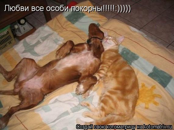 Котоматрица: Любви все особи покорны!!!!!:)))))