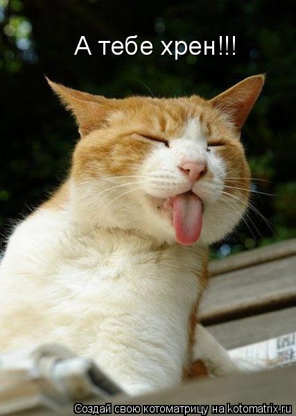 А тебе хрен!!!... Котоматрица: А тебе хрен!!!