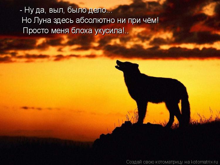 Котоматрица: - Ну да, выл, было дело... Но Луна здесь абсолютно ни при чём! Просто меня блоха укусила!..