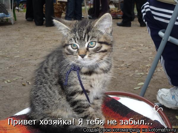 Котоматрица: Привет хозяйка! Я тебя не забыл...