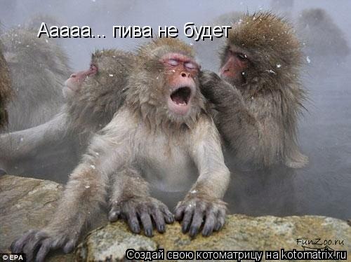 Ааааа... пива не будет... Котоматрица: Ааааа... пива не будет