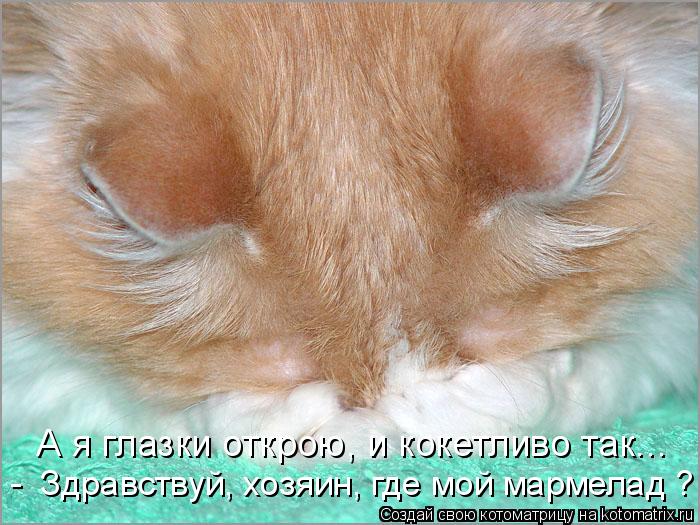А я глазки открою, и кокетливо так... - Здравствуй, хозяин, где мой мармелад ?... Котоматрица: А я глазки открою, и кокетливо так... - Здравствуй, хозяин, где мой мармелад ?